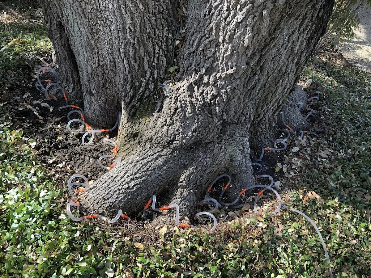 Detailed Tree Cabling and Bracing job site in Castlewood