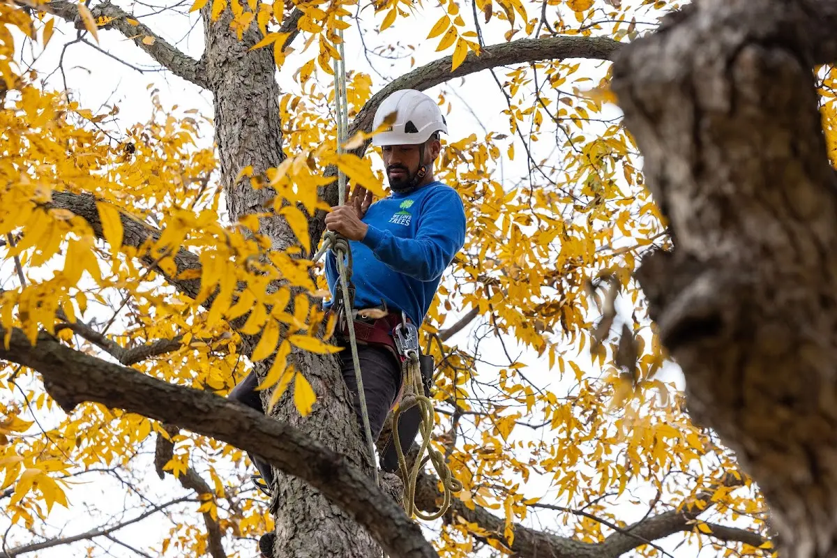 Skilled Storm Damage Cleanup crew working in Castlewood